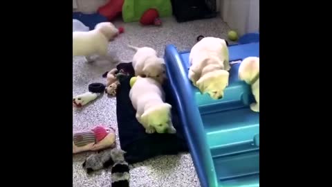 Labrador Compilation - Cute and Funny