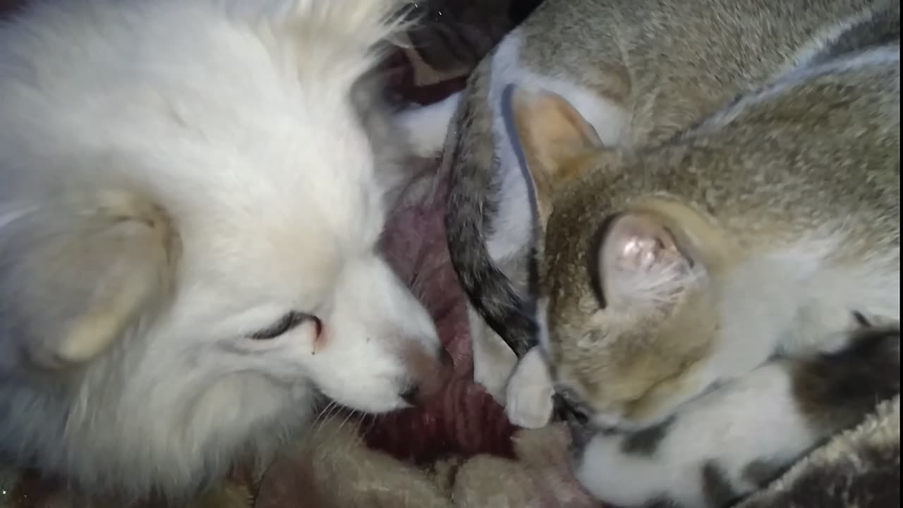 New born kitten with dog mother