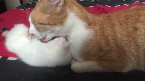 Tiny Month Old Kitten Gets A Cute Wash From Mom Purrtastic