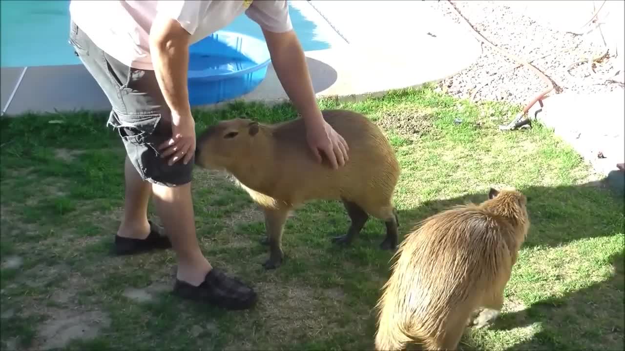 10 Cutest Exotic Animals In The World