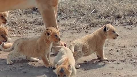 #Shorts #Lion #Little Cute baby lion