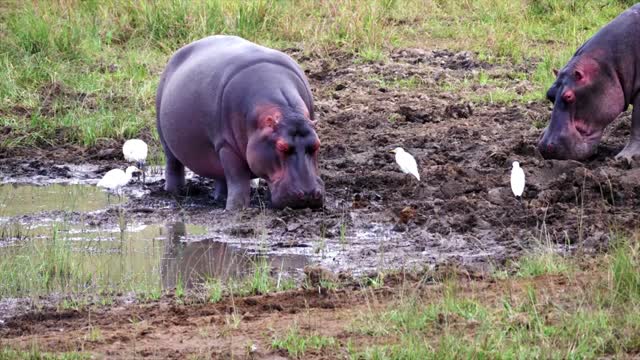 about hippos