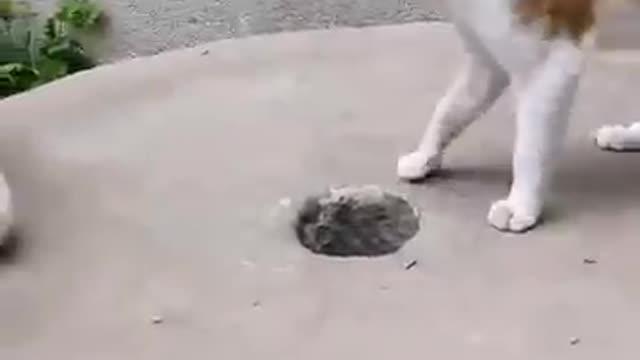 Funny cat