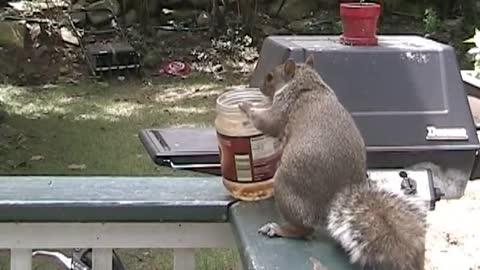 A Day in the Life of a Frustrated Squirrel