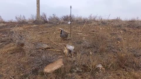 Partridge hunting охота на кеклик 2022