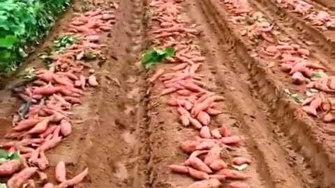 Harvesting crops