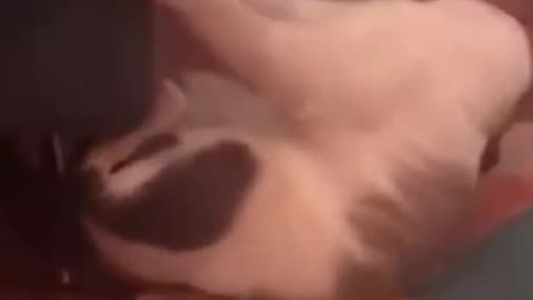 Pet Funny