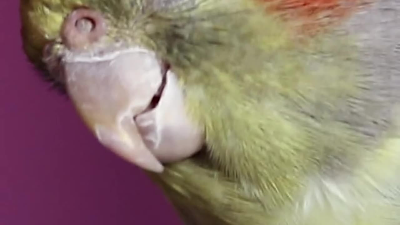 Cockatiel | Funny parrot | Funny birds | funny animals