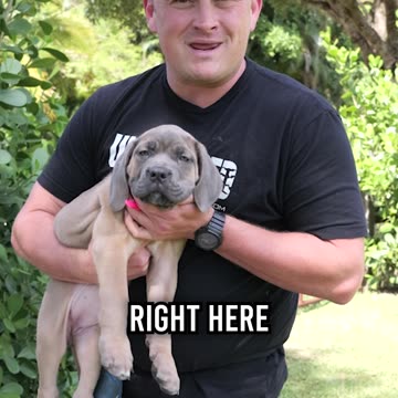 Meet Xena Our NEW Cane Corso Puppy