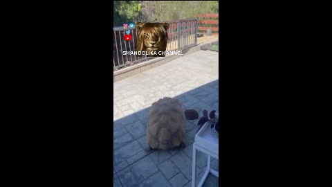 توپ بازی لاکپشت 😃😁