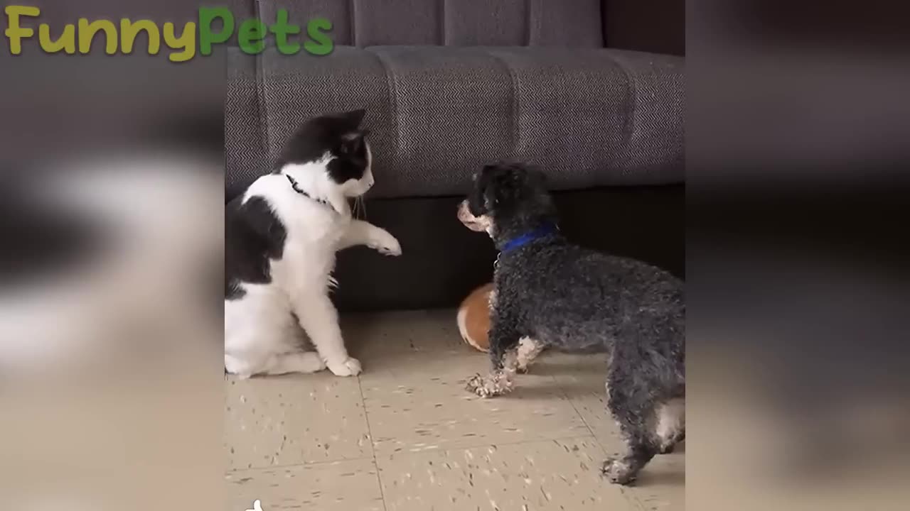 best funniest animal videos 2023 😂 funniest cats and dogs 😹🐶