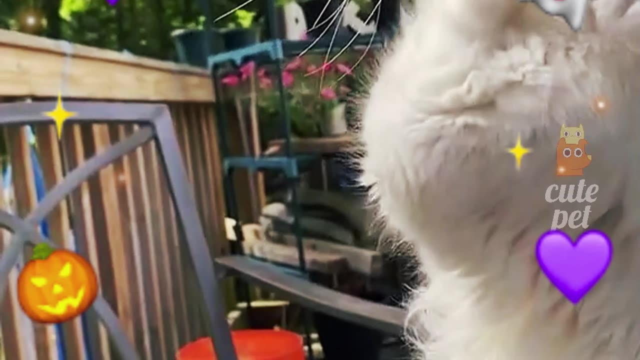 Who can resist a silly kitten?