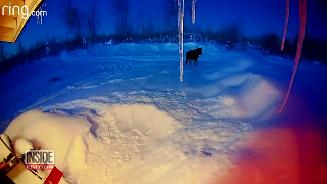 Moose Shedding Antlers Caught on Ring Cam