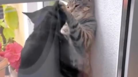 Cat lovers