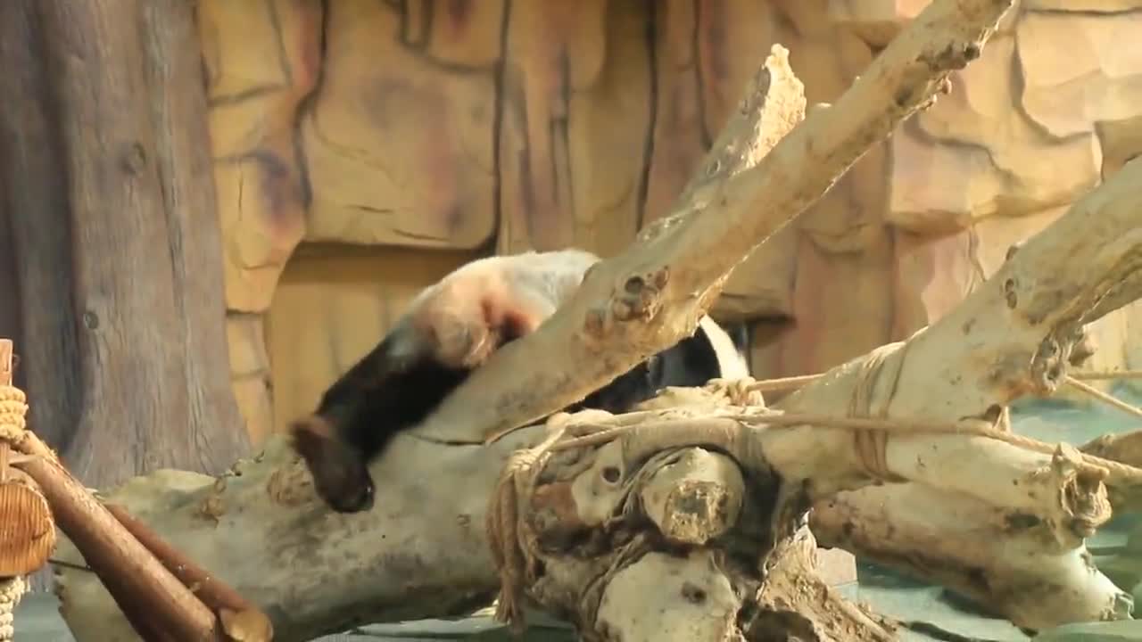 The giant panda zoo is much happier