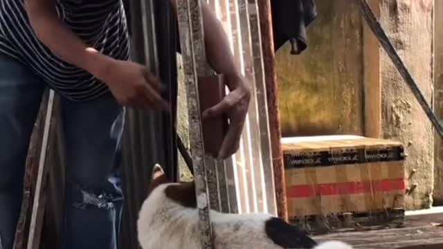 Rescued dog trapped in an iron