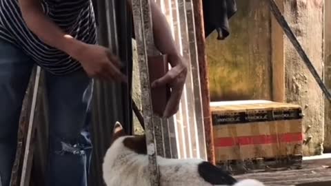 Rescued dog trapped in an iron