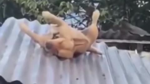 Funny animal