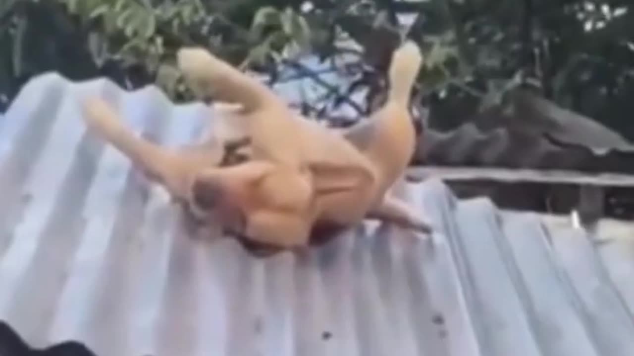 Funny animal
