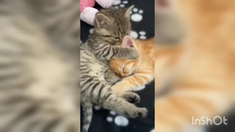 Best cat video#Funny Cat dog#Funny animals