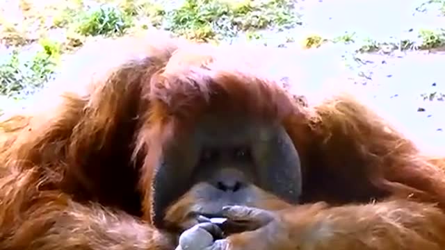 Funniest orangutan