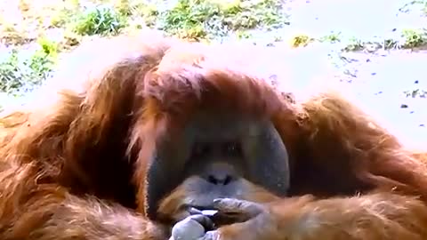 Funniest orangutan