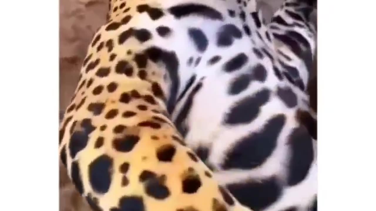 Big Cats' Bliss: The Ultimate Belly Rub Experience!