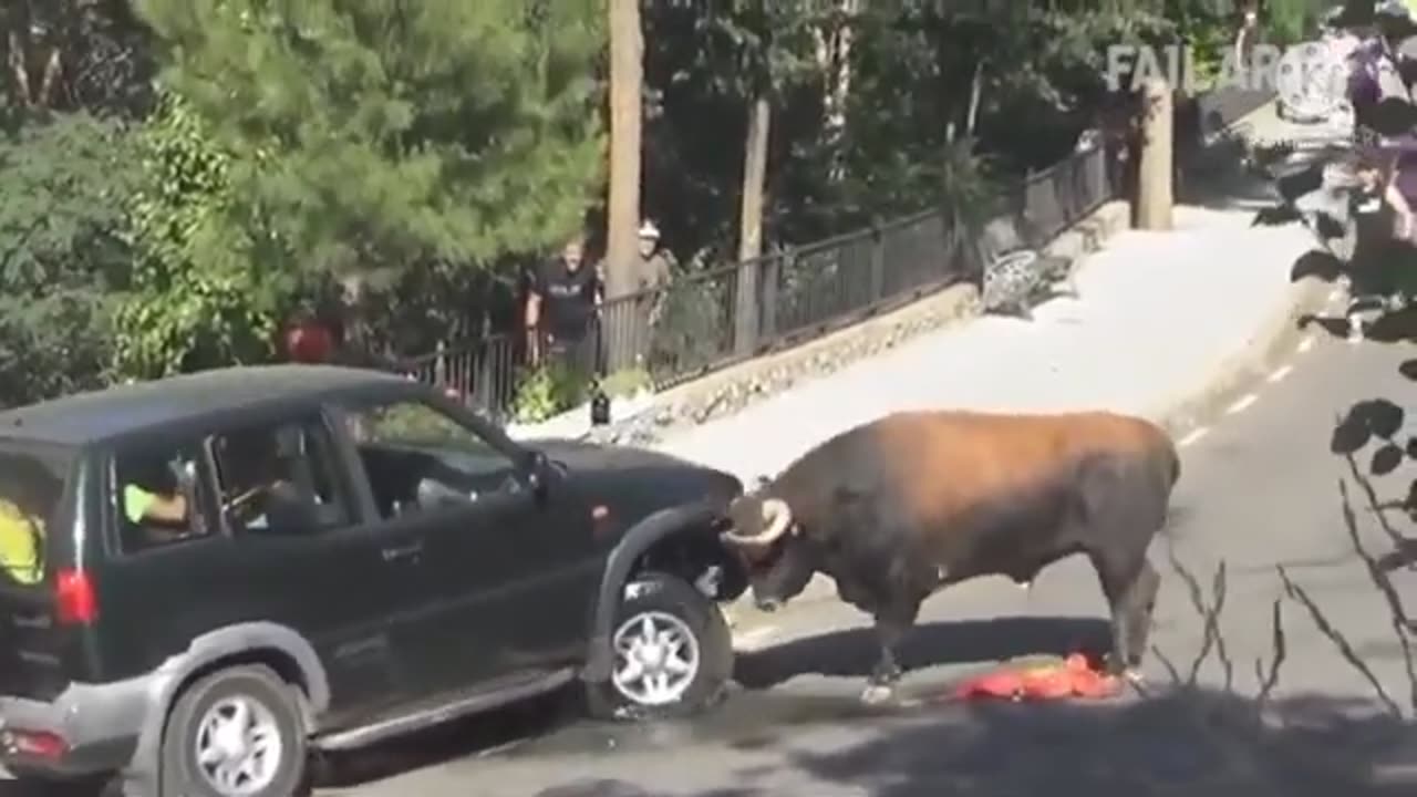 Funny Buffalo