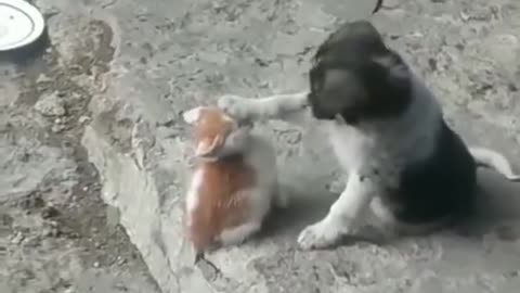 The Unlikely Friends - A Puppy and Kitten's Adorable Bond