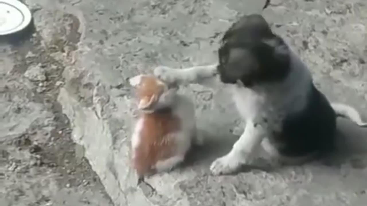 The Unlikely Friends - A Puppy and Kitten's Adorable Bond