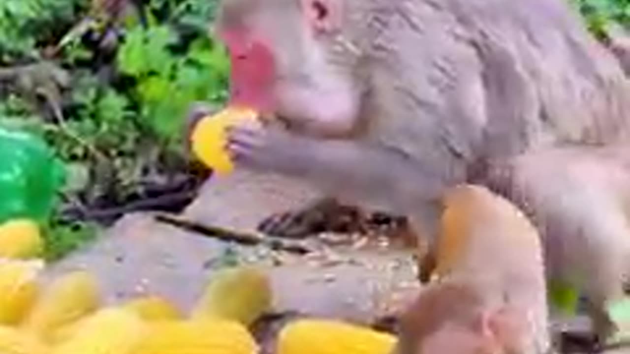 How Monkeys eat bananas even in winter