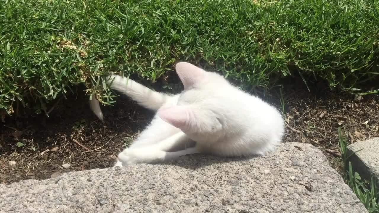 Kitten On the Ground, cute cat ,cute pet