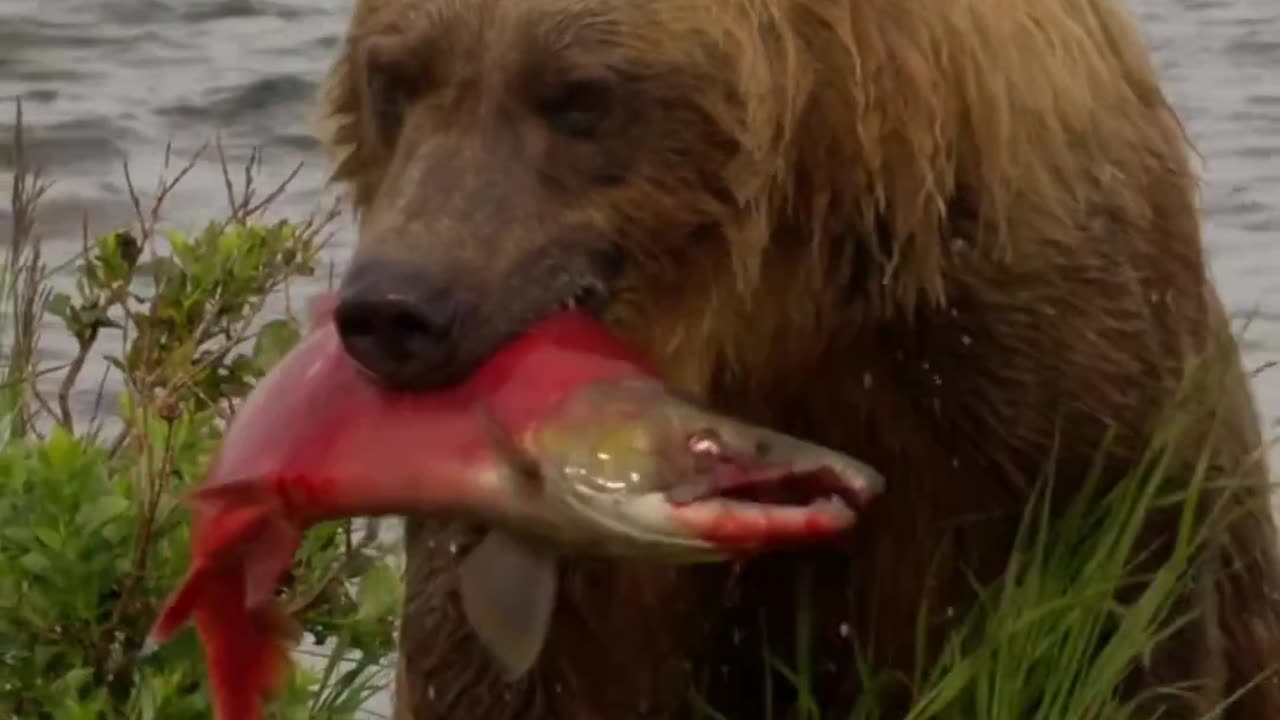 Bear Fish Hunting