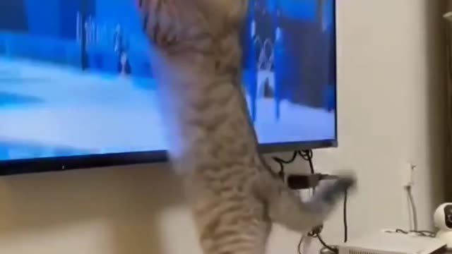 So funny cats video viral🤣🤣😂