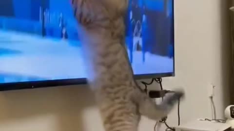 So funny cats video viral🤣🤣😂