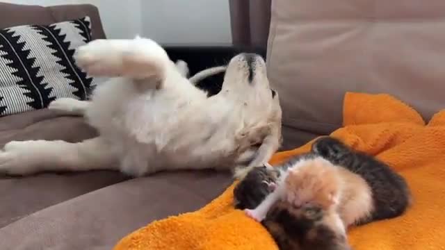 Golden Retriever Puppy Confused by Baby Kittens