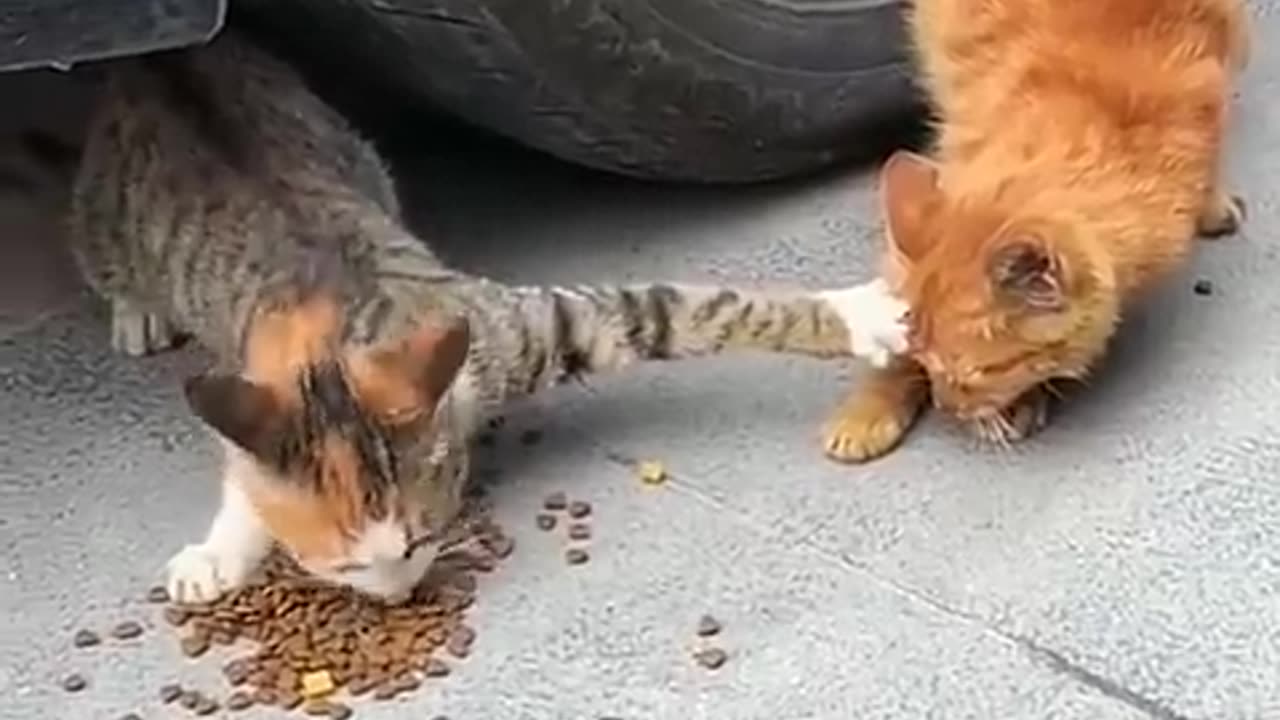 Kitty Sees Neighbor Cat Nemesis At Front Door, Meows The House Down