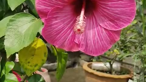 #hibiscus Flowers On my Garden