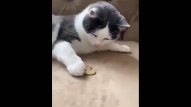 cat memes compilation from 2021