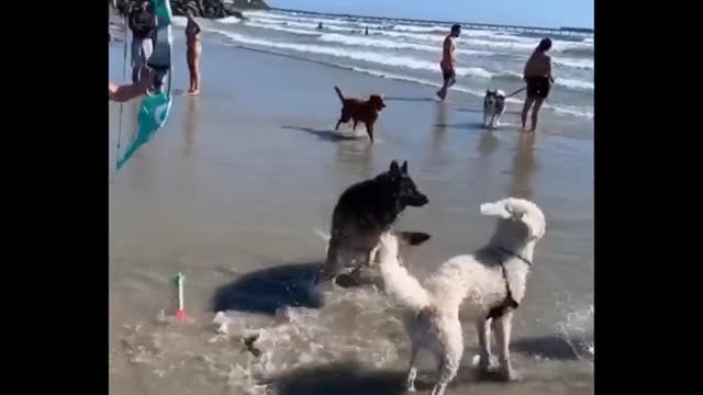 Funniest Animals Videos 🦜 Can Make You More Happy #27