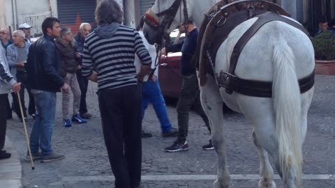 Cavallo 2016 Sicignano