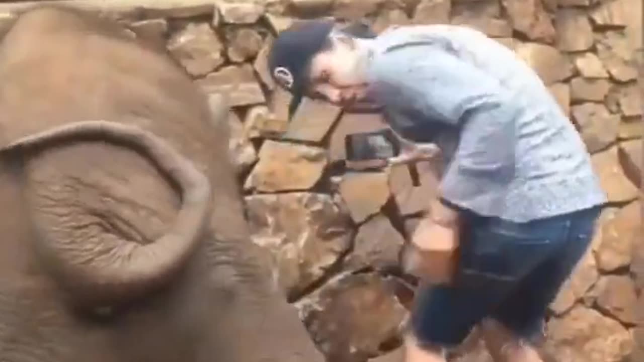 The Most Playful Elephant Ever