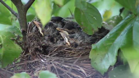 Young birds in the nest