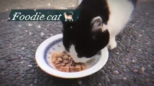 How cat eat their food