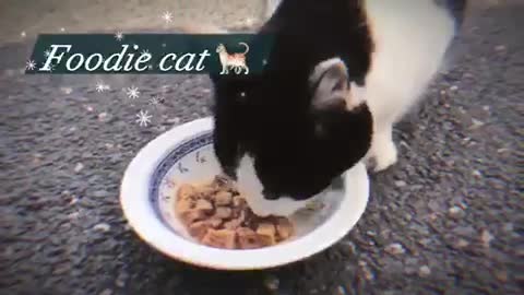 How cat eat their food