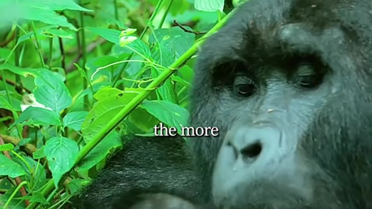 The gorilla kingdom #ape #gorilla #primate