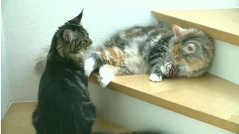 Playing A Norwegian Forest Cat And A Maine Coon