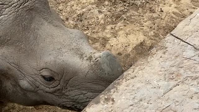 rhinos