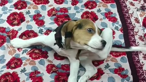 Beagle masti