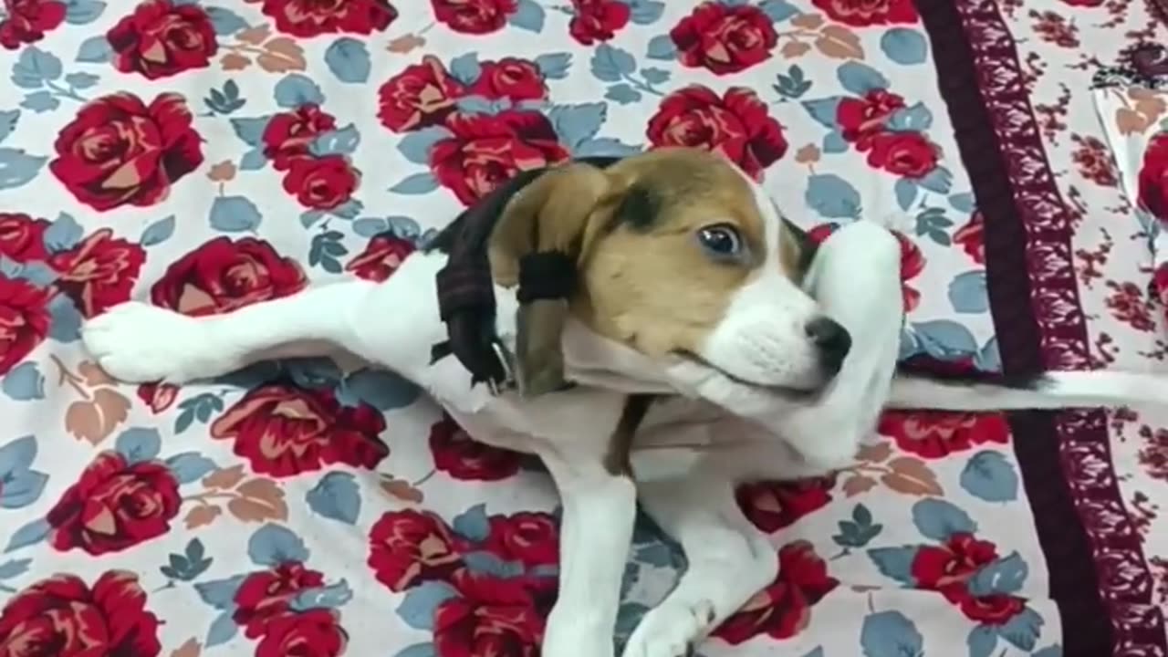 Beagle masti